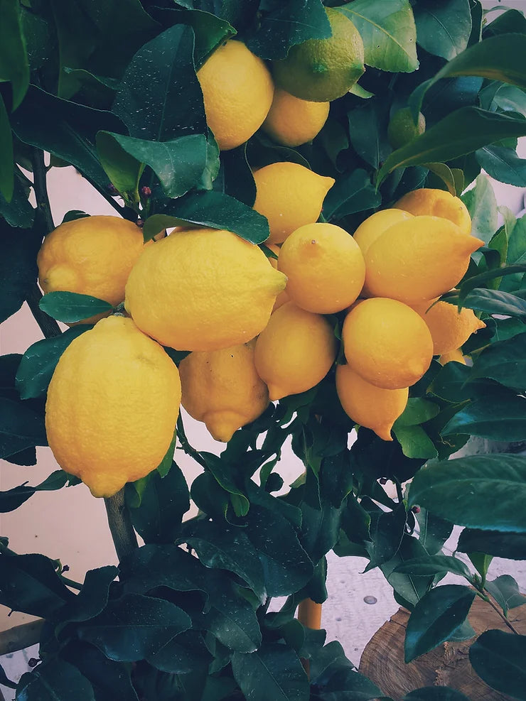 Can I use a Vitamin C serum with the night face oil?